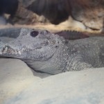 Krokodil på Minnesota Zoo